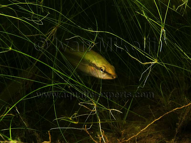 Crenicichla lugubris